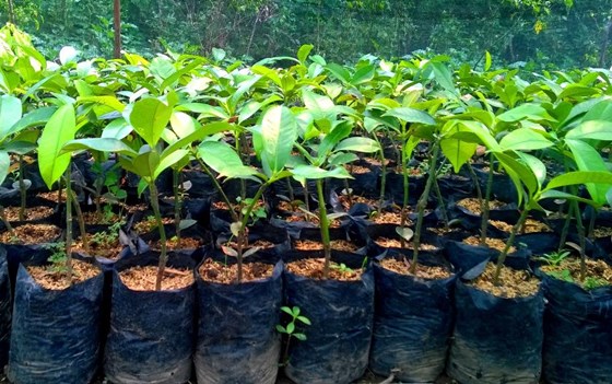 Website: Tanaman Bibit