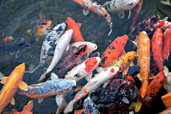 Website: Kolam Koi