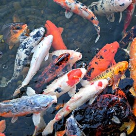 Website: Kolam Koi